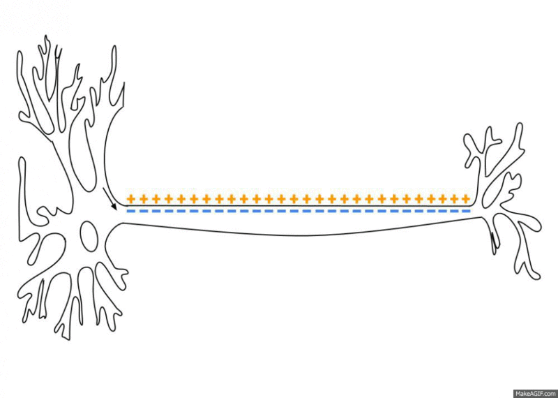 as the nerve cell is stimulated, charged ions move from one