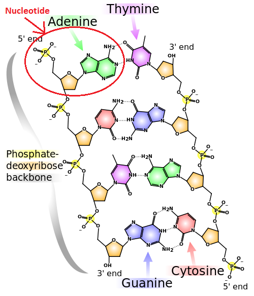 Nucleic Acids Function & Structure Video & Lesson Transcript
