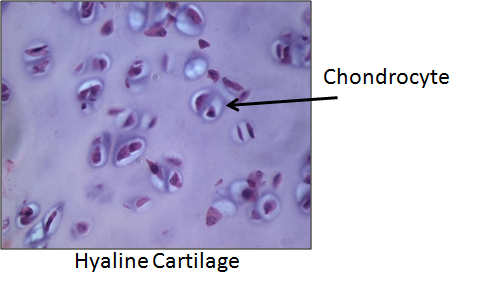 Chondrocytes: Definition, Function & Quiz | Study.com