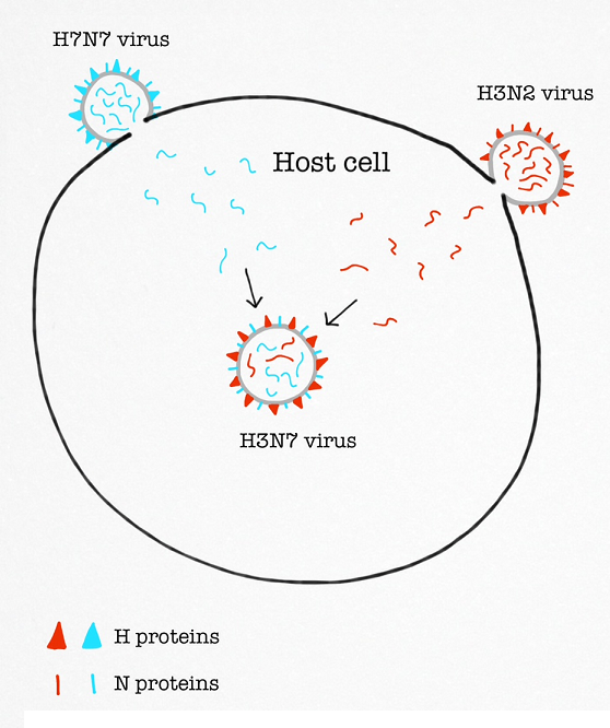 Antigenic Shift Definition & Concept