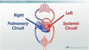 The Human Circulatory System: Parts and Functions - Video & Lesson