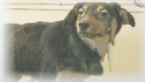 classical conditioning
