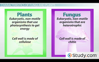 The Evolution of Plants and Fungi: Characteristics ... fungal cell venn diagram 