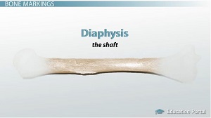 Anatomy of a Bone: Parts, Marrow & Types - Video & Lesson Transcript