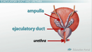Male Reproductive System: Functions, Organs & Anatomy - Video & Lesson