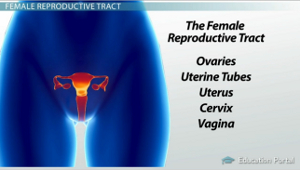 Female Reproductive System: Internal Anatomy - Video & Lesson