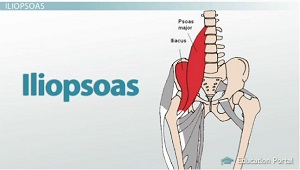 Hip Muscles: Anatomy, Support & Movement - Video & Lesson Transcript