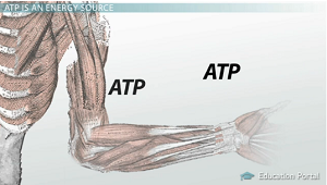Muscle Metabolism: Synthesis of ATP - Video & Lesson Transcript | Study.com