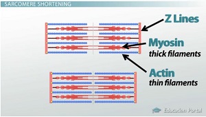 Muscular Contraction: Cross-Bridge Formation - Video & Lesson