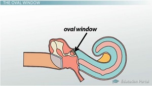 The Ear: Middle Structures and Hearing Functions - Video & Lesson