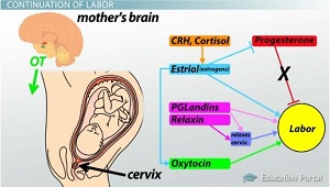 Oxytocin Release During Intimacy