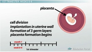 Fetal Development in the First Trimester: Stages &amp; Timeline - Video ...