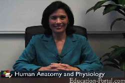 Video for Invasive Cardiovascular Technician: Salary, Requirements and Career Info