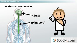 Sensory Nerves: Types and Functions of Sensors and Receptors - Video