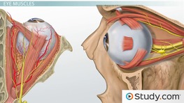 Muscle Origin and Insertion: Definition and Actions - Video & Lesson