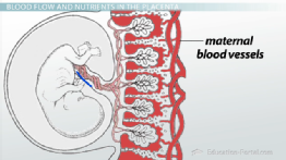 Embryo Implantation and Placenta Formation - Video &amp; Lesson Transcript ...