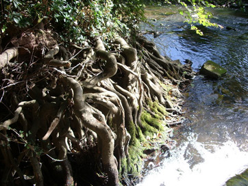 how plants use capillary action plants need water to grow.