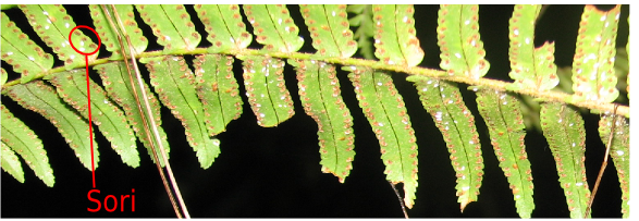 sporophyte: definition, examples & quiz