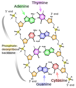 complementary base pairing: definition & explanation