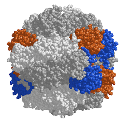 more specifically, it has 8 large and 8 small subunits.