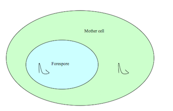 endospore: definition, formation & structure