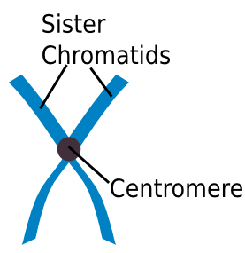 sister chromatids