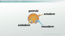 Endoderm Layer: Definition, Derivatives & Quiz | Study.com