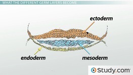 Endoderm Layer: Definition, Derivatives & Quiz | Study.com